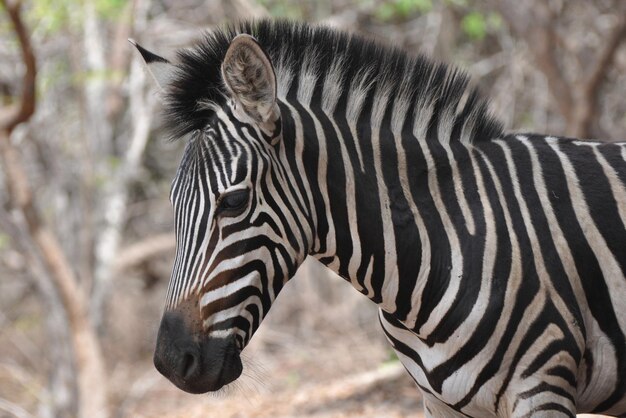 Close-up of a Zebra – Free Stock Photo Available for Download