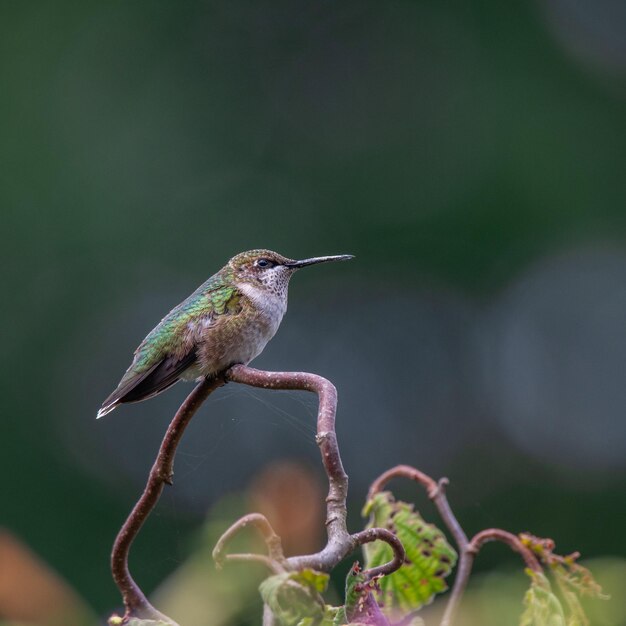 Close-up of Bird Perching on Twig – Free Download