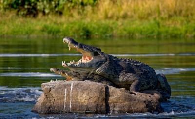 Two Nile Crocodiles Relaxing on a Stone – Free Download