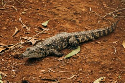 Stunning Close-up of a Lizard – Free Stock Photo for Download