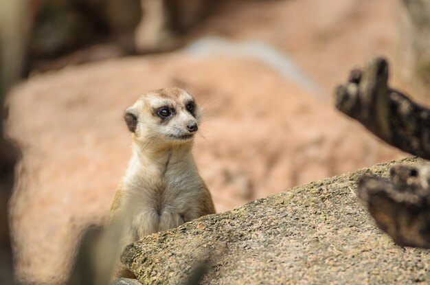 Close-up of Meerkat – Download Free Stock Photo