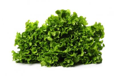 Fresh Lettuce Isolated – Free Download