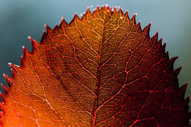 Detail of an Orange Leaf – Free Stock Photo, Download for Free