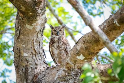 Low Angle View of Bird Perching on Tree – Free Download