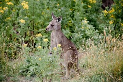 Wallabe Standing in Field – Free Stock Photo for Download