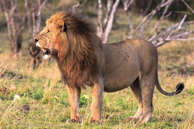 The Huge Lion: King of the Savannah – Free Stock Photo Download