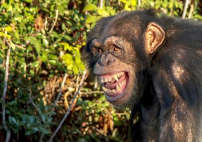 Chimpanzee Close-Up Amidst Lush Greenery – Free Stock Photo, Download for Free