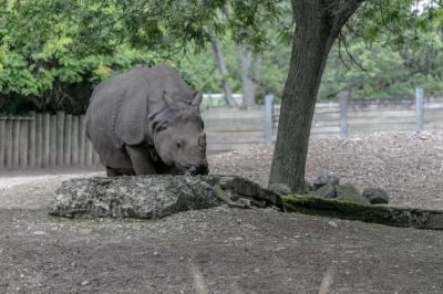 White Rhinoceros in a Lush Green Field â Free Stock Photo, Download for Free