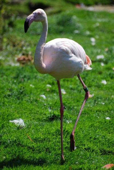 Close-up of Flamingo in Water – Free Stock Photo for Download