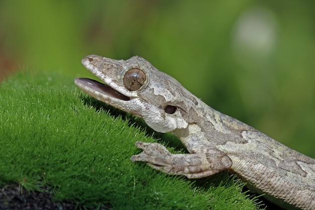 Baby Flying Gecko Camouflaged on Moss – Free Stock Photo for Download