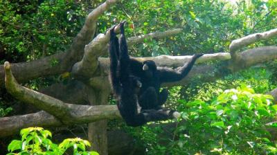 Monkeys on Tree at Zoo – Free Stock Photo for Download