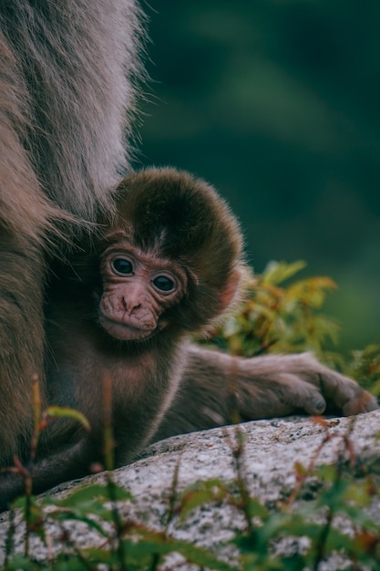 Brown Baby Japanese Macaque Surrounded by Lush Greenery – Free Download