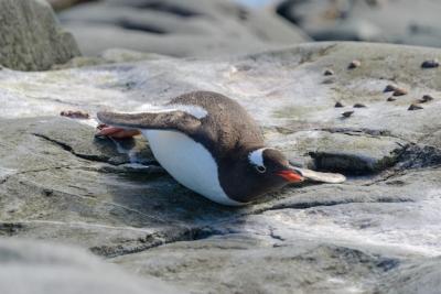 Gentoo Penguin on Rock in Antarctica – Free Stock Photo, Download for Free