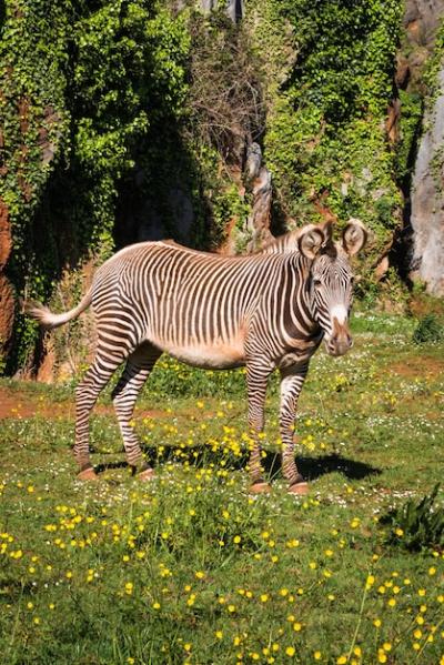 Grevys Zebra in Samburu National Park, Kenya – Free to Download