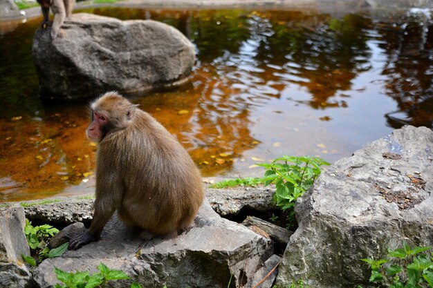 Monkey Sitting on a Rock by a Serene Lake – Free Stock Photo Download