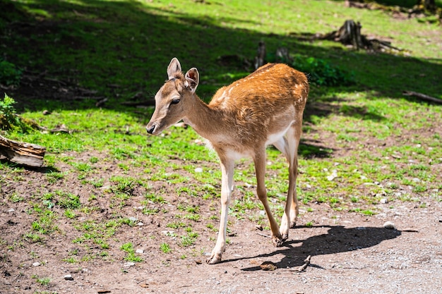 Cute Young Deer Closeup in Natural Environment – Free Download