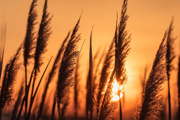 Reed Flowers Glow in the Evening Sun – Free Stock Photo for Download