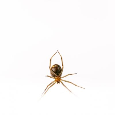 Spider Hanging from Cobweb on White Background – Free Download