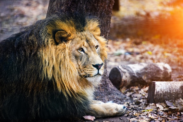 Stunning African Lion – Free Stock Photo for Download