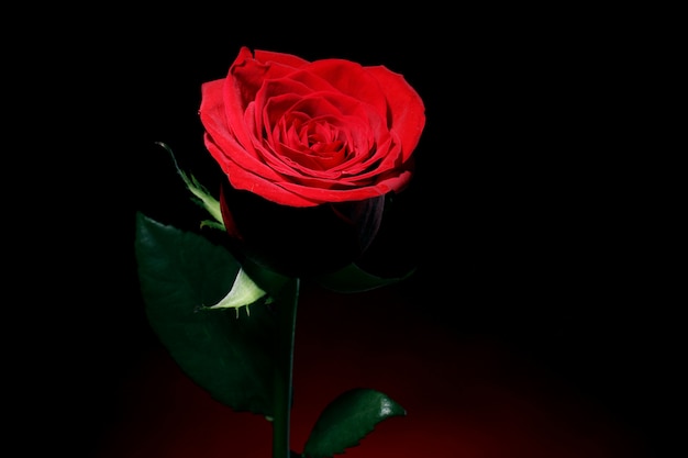 Red Rose in Darkness – Free Stock Photo, Download Free