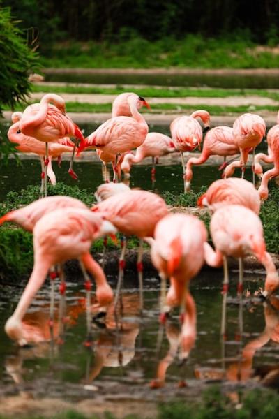 A Flock of Pink Flamingos Reflected in Water – Free Stock Photo for Download