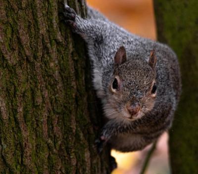 Cute Fox Squirrel Behind a Tree – Free Download