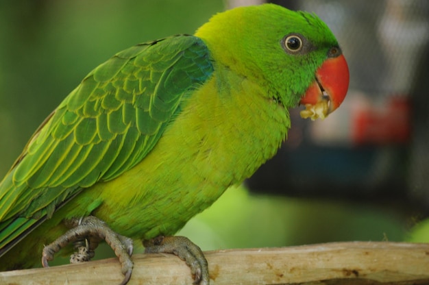 Close-up of Parrot Perching on Tree – Free Download