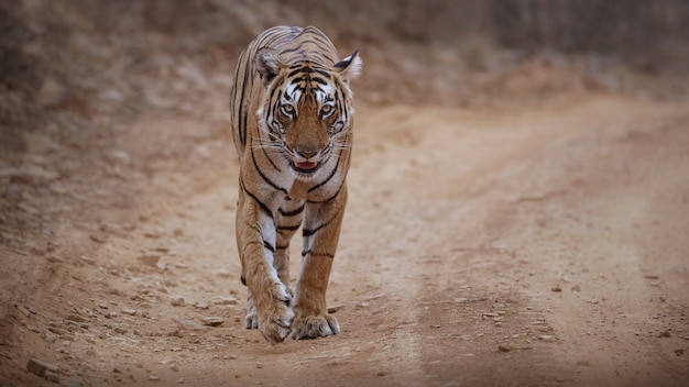 Amazing Bengal Tiger in Nature – Free Stock Photo for Download