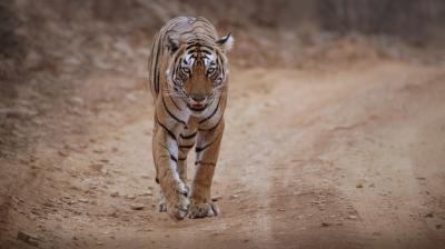 Amazing Bengal Tiger in Nature – Free Stock Photo for Download