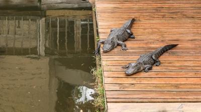 A Large Crocodile Lying on the Shore of a Lake – Free Stock Photo, Download Free Stock Photo