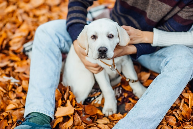 Portrait of a Cute Golden Labrador in an Autumn Park with Owner’s Hands – Free Download