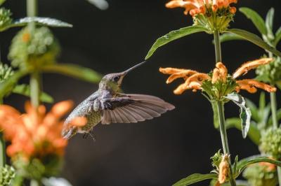 Brown Hummingbird in Flight Over Vibrant Orange Flowers – Free Download