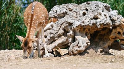 Spotted Deer in Zoo – Free Stock Photo Download