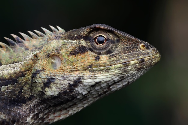 A Closeup of a Londok Calotes Eyes – Calotes Versicolor Lizard | Free Stock Photo, Download Free