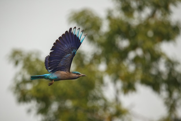 Beautiful and Colorful Birds from Kaziranga, Assam, India – Free Download