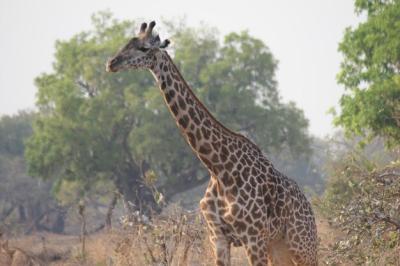 Giraffe in a Forest – Free Download, Download Free Stock Photo