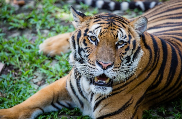 Close-up Portrait of a Tiger – Free Stock Photo, Download for Free