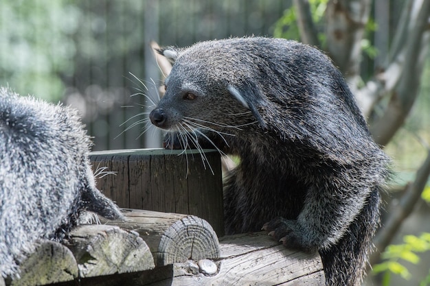 Binturong Asian Bear Close-Up Portrait – Free Download