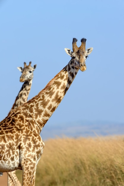 Giraffe Stock Photos for Free Download