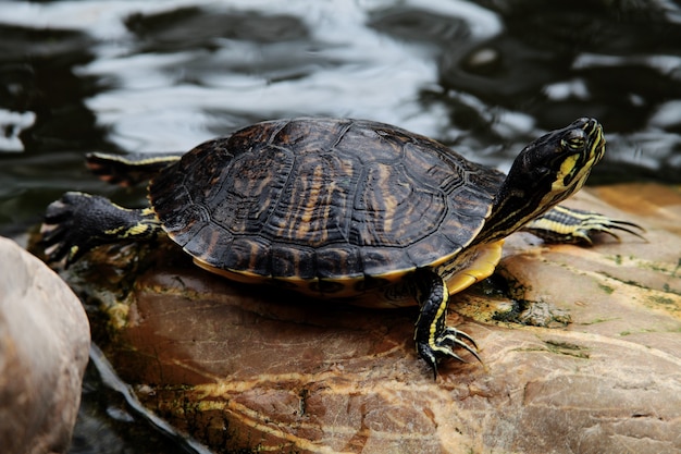 Red-Eared Turtle Trachemys Scripta Elegans Resting on a Rock – Free Stock Photo for Download