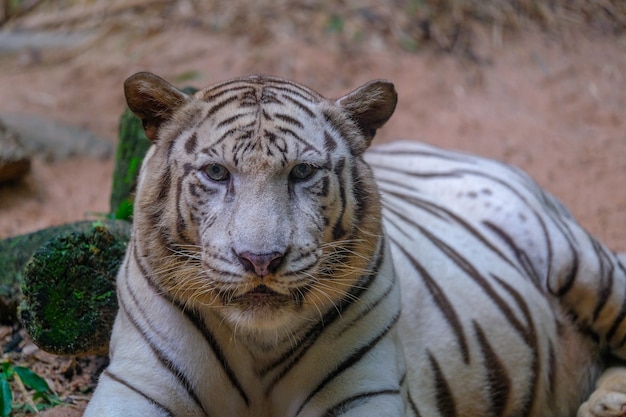 The White Tiger Staring at a Rock – Free Stock Photo, Download Free