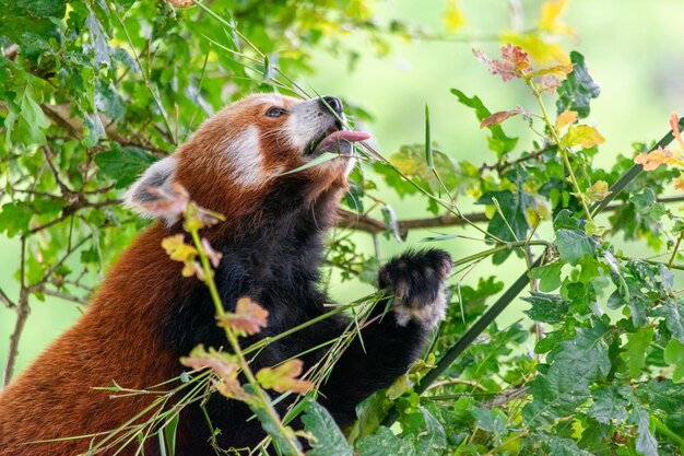 Red Panda Enjoying a Leafy Snack – Free Stock Photo for Download