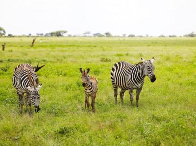 Zebras in Tsavo East National Park, Kenya â Free Stock Photo Download