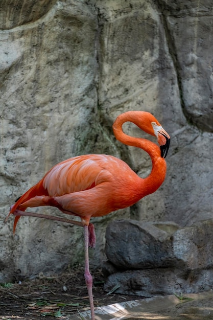 Phoenicopterus Ruber Flamingos by a Fountain with a White Tourist Train – Free Download