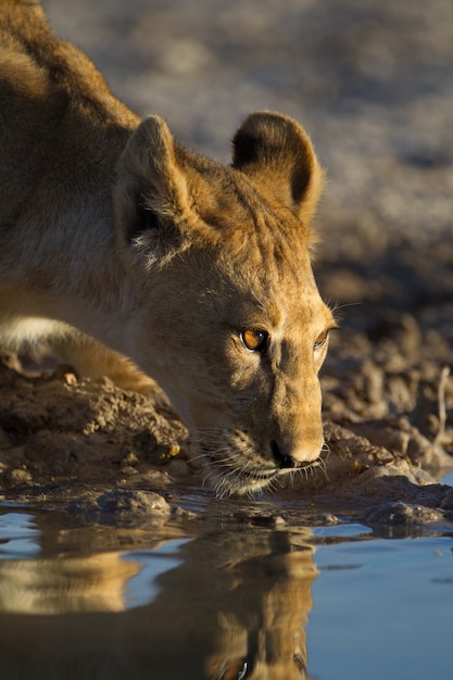 Stunning Lioness Drinking from a Lake with Reflection – Free Download