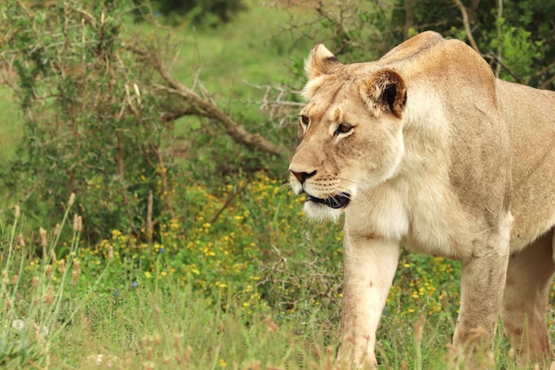 Lonely Female Lion Walking in Addo Elephant National Park – Free Download