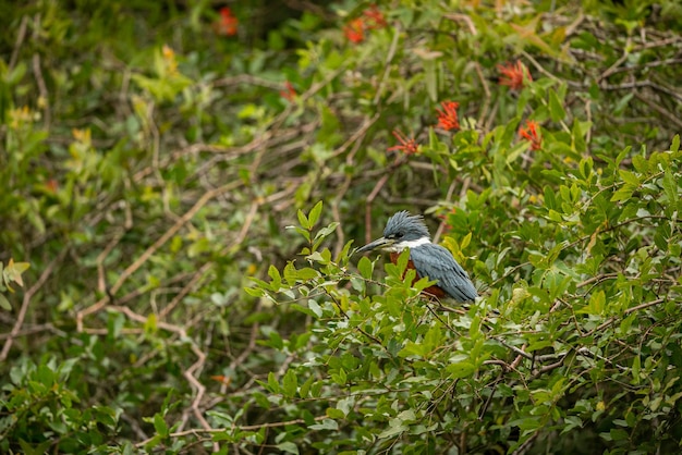 Majestic and Colorful Birds in Northern Pantanal’s Natural Habitat – Free Download