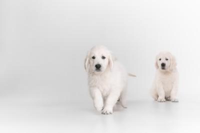 Playful English Cream Golden Retrievers – Free Stock Photos for Download