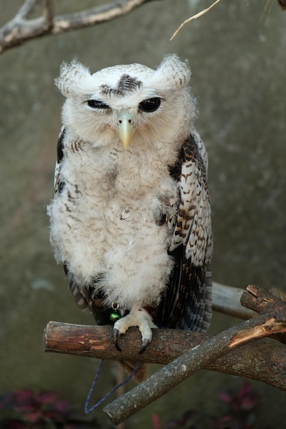 Barred Eagle-Owl (Bubo sumatranus) – Explore This Striking Species of Eagle Owl – Free Download