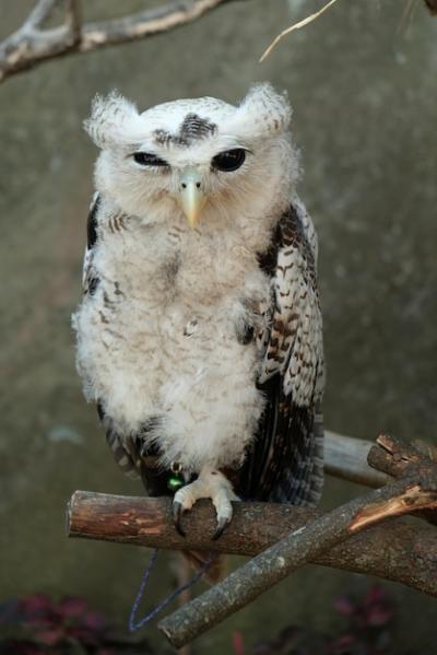 Barred Eagle-Owl (Bubo sumatranus) – Explore This Striking Species of Eagle Owl – Free Download